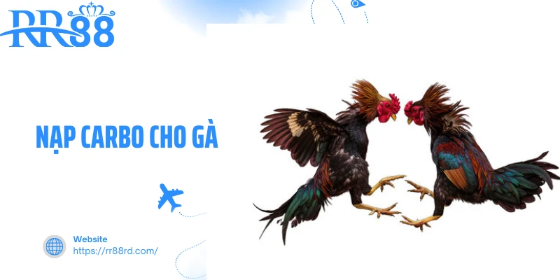 Cách Nạp Carbo Cho Gà - Bí Quyết Tăng Sức Bền Và Phong Độ